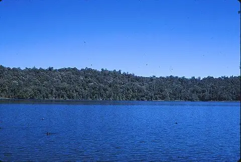 Twin kauris walk, Lake Barrine, Crater Lakes National Park