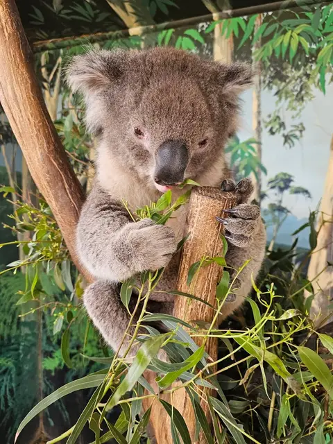 Maru Koala & Animal Park