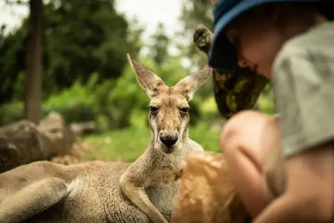 Daisy Hill Koala Centre