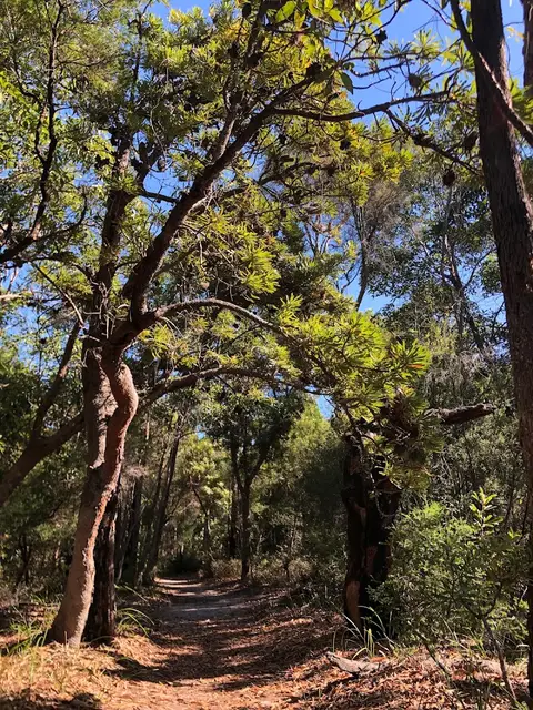 Banksia and Melaleuca Bicentennial bushwalks, Bribie Island