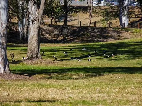 Colmslie Beach Reserve