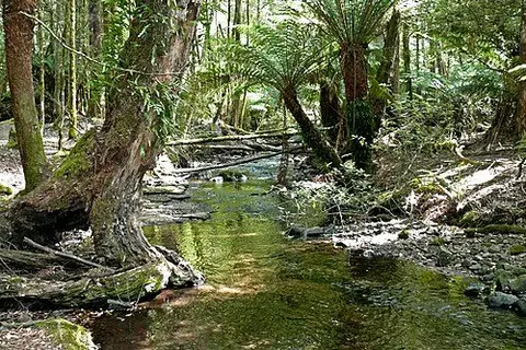 Tall Trees Walk, Mount Field National Park
