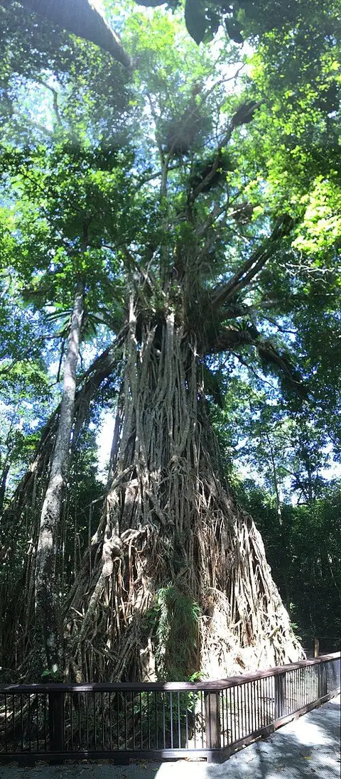 Cathedral Fig Tree, Danbulla National Park