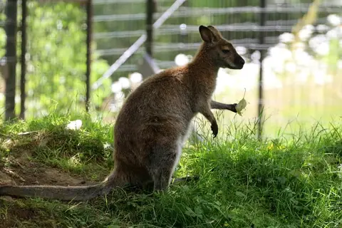 Ballarat Wildlife Park