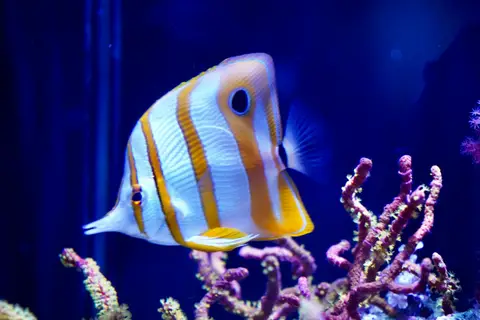 AQWA The Aquarium Of Western Australia