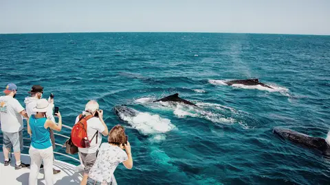 Brisbane Whale Watching (MV Eye Spy)