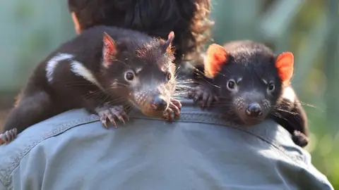 Australian Reptile Park