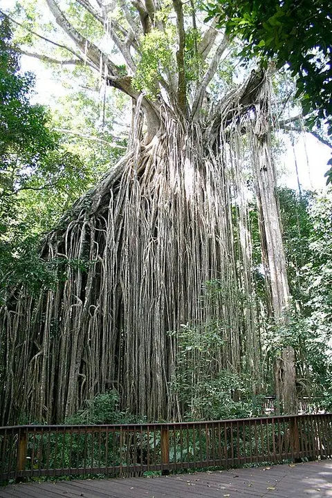 Curtain Fig Tree boardwalk, Curtain Fig National Park
