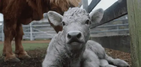 Calmsley Hill City Farm