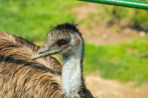 Canberra Walk-In Aviary