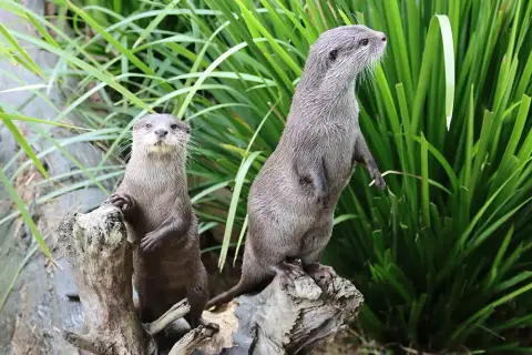 Sydney Zoo