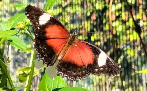 Bribie Island Butterfly House