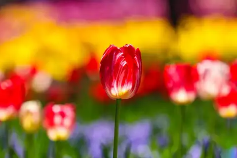 Floriade