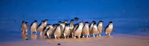 Penguin Parade