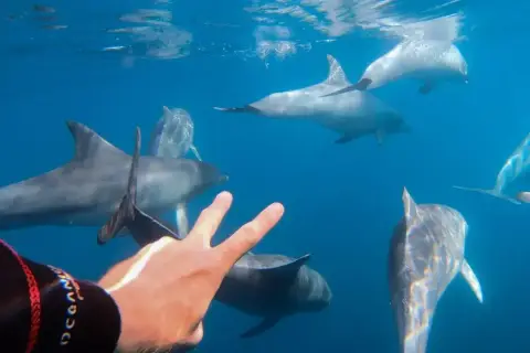 Temptation Sailing Wild Dolphin Tours