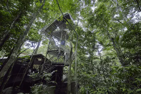Daintree Rainforest & Cooper Creek Wilderness guided walks