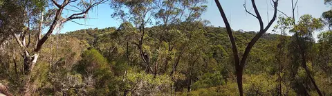 Ku-ring-gai Wildflower Garden