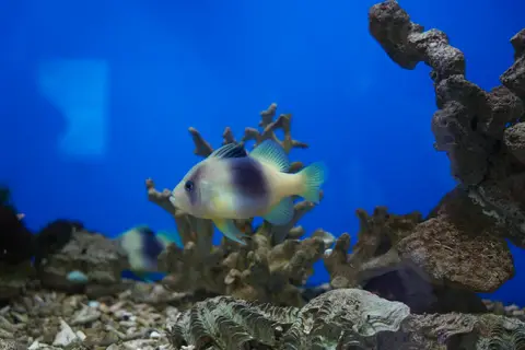 Cairns Aquarium