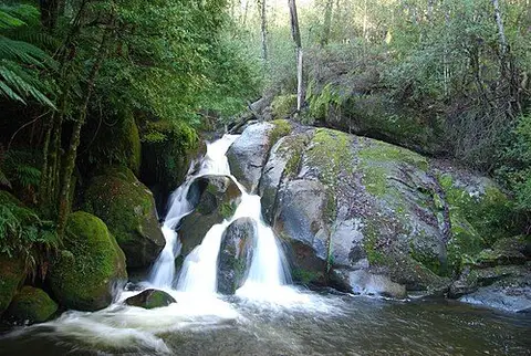 Rainforest Gallery, Yarra Ranges National Park