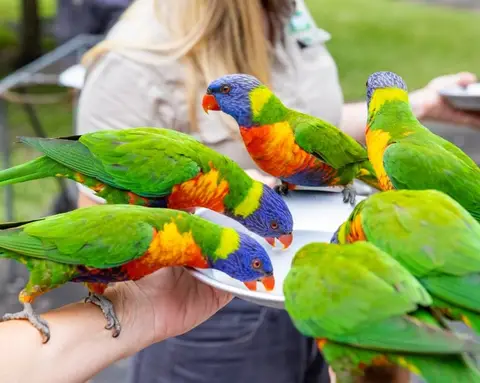 Wild Lorikeet Feeding at Currumbin Wildlife Sanctuary