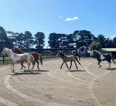 Woodlands Trail Riding