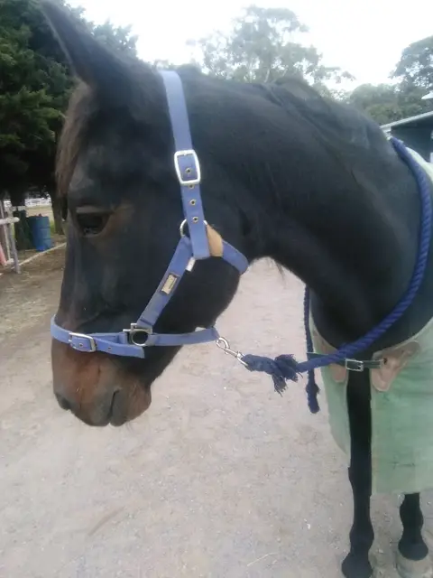 Equilus (formerly Riding for the Disabled SA) - Jennibrook Farm