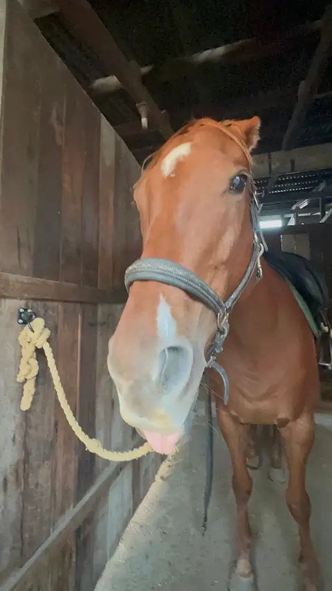Exhibition Equestrian Rosewood