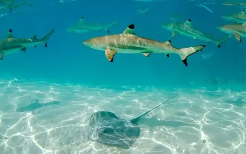 NaturallyGC Kids - Fascinating World of Sharks & Rays