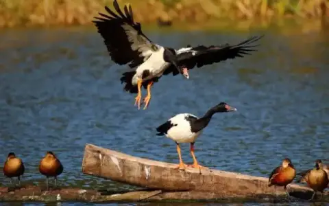 Hunter Wetlands Centre