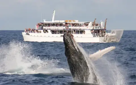 Moonshadow-TQC Dolphin Discovery Cruise