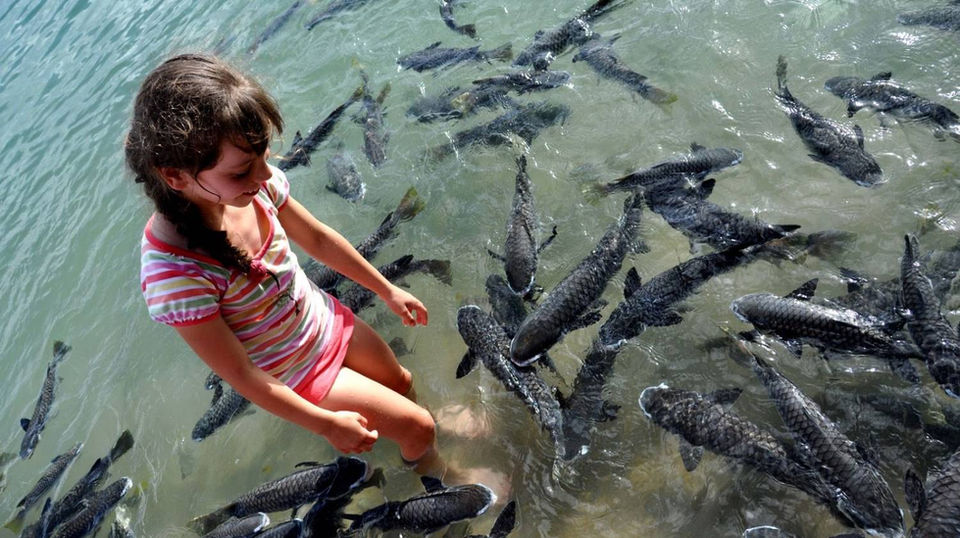 Aquascene Fish Feeding