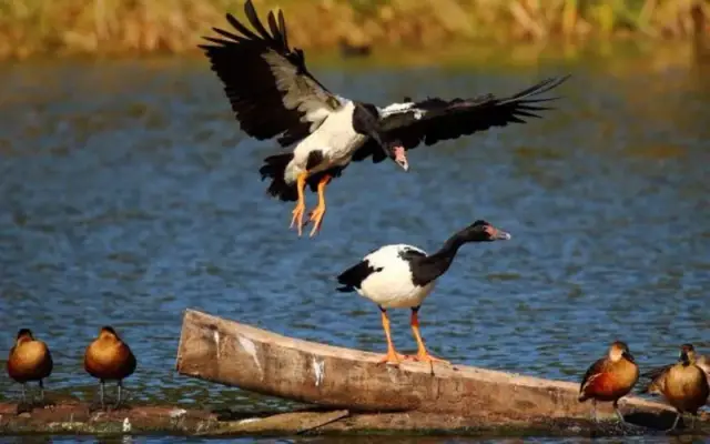 Hunter Wetlands Centre
